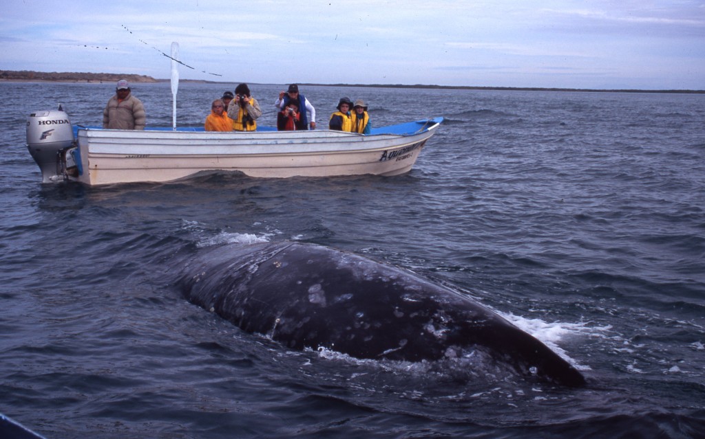 Grey Whale. Photo: © Ted Scull