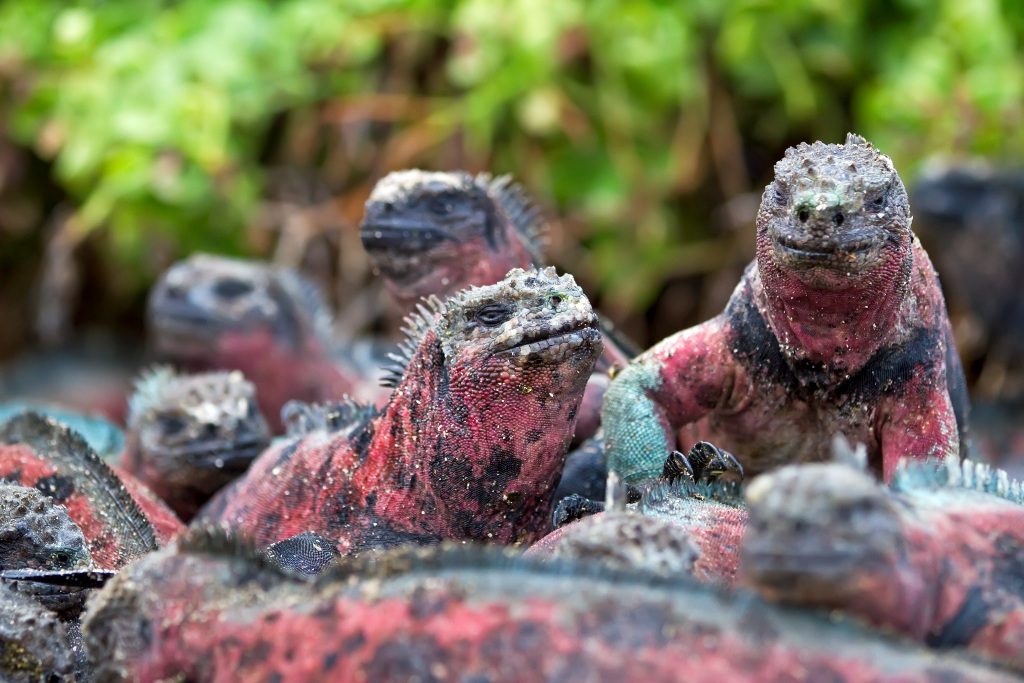 The endemic Galapagos marine iguana