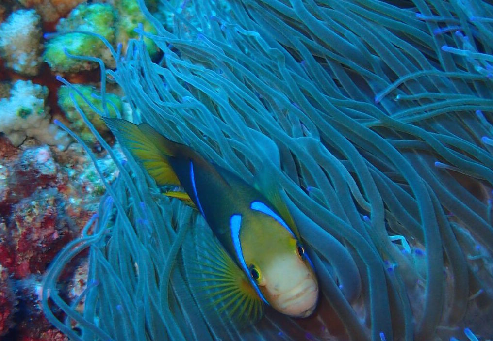 Excellent snorkeling and diving are big reason to visit French Polynesia. * Photo: Art Sbarsky